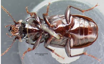 Media type: image;   Entomology 5644 Aspect: habitus ventral view